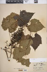 Vitis vulpina image