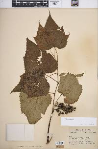 Vitis vulpina image