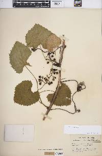 Vitis vulpina image