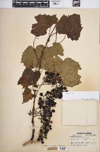 Vitis vulpina image