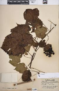 Vitis vulpina image