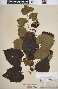 Vitis vulpina image