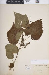 Vitis vulpina image