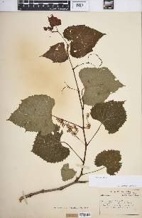 Vitis vulpina image