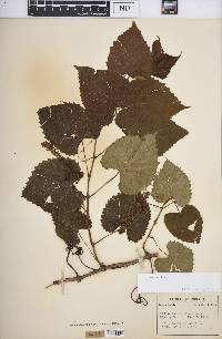 Vitis vulpina image