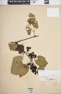 Vitis vulpina image