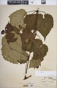 Vitis vulpina image