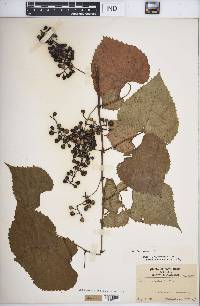 Vitis vulpina image