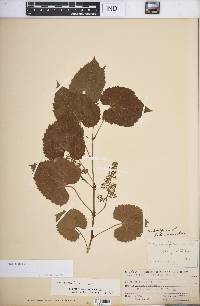 Vitis vulpina image