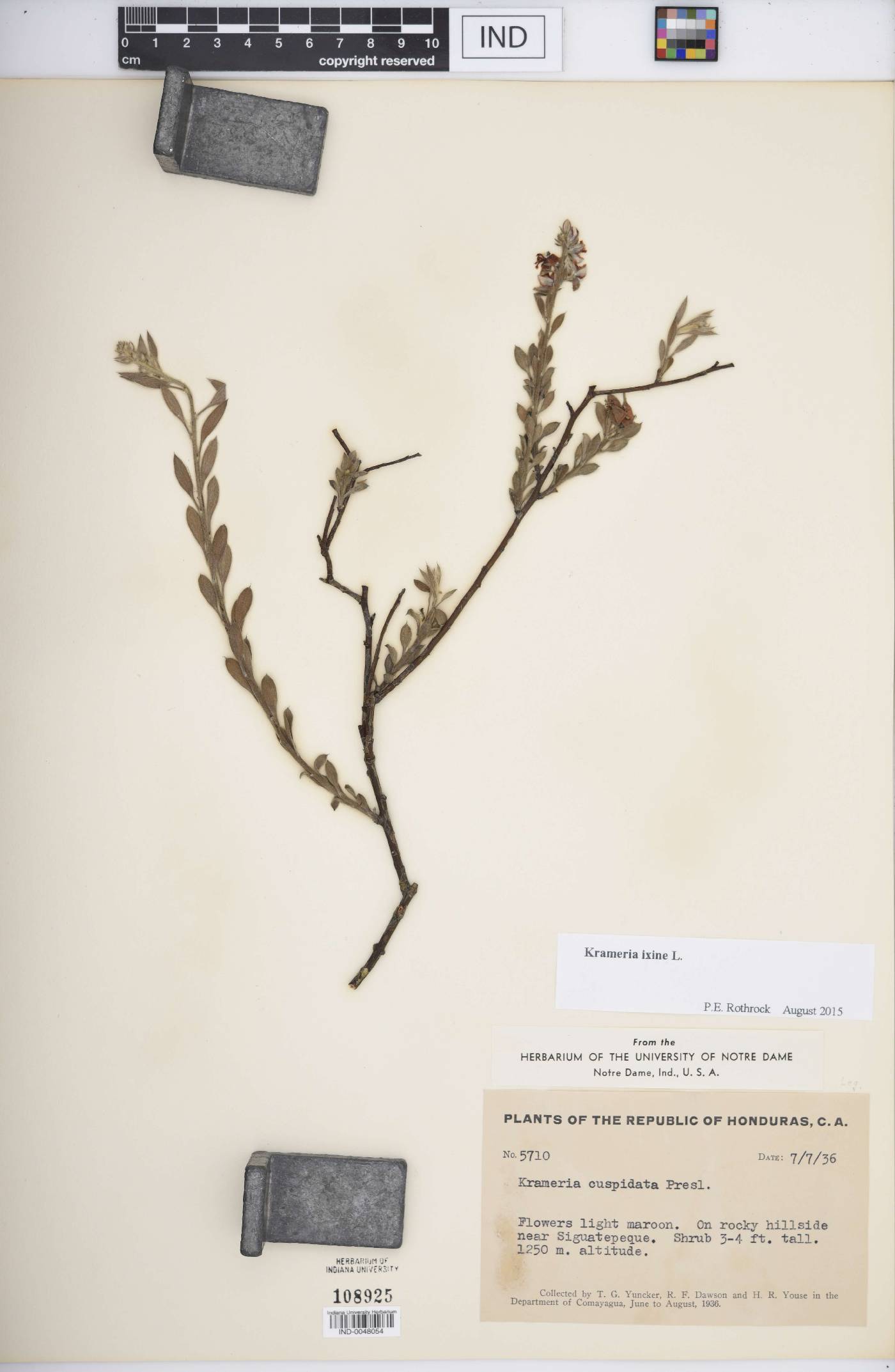 Krameria ixine image