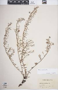 Krameria lanceolata image