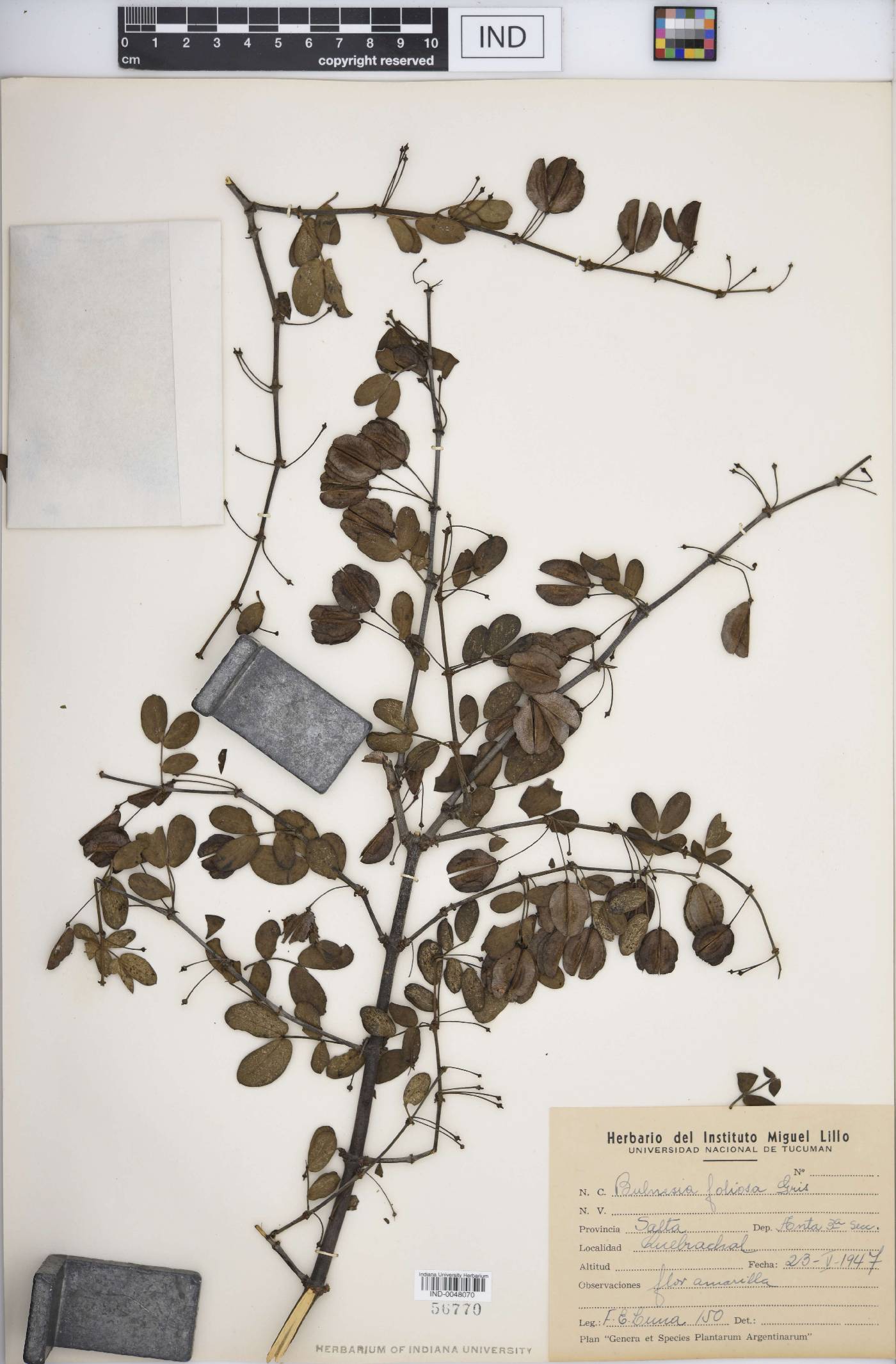 Bulnesia foliosa image
