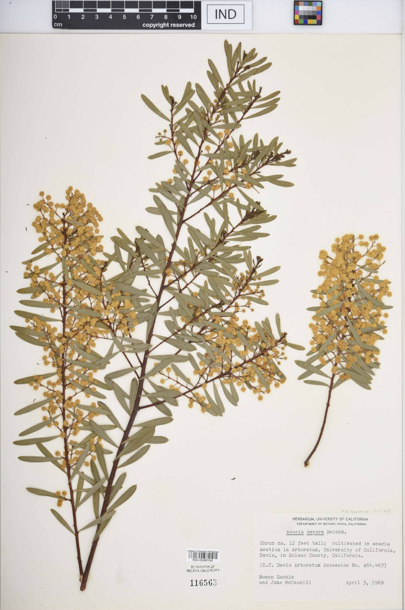 Acacia decora image
