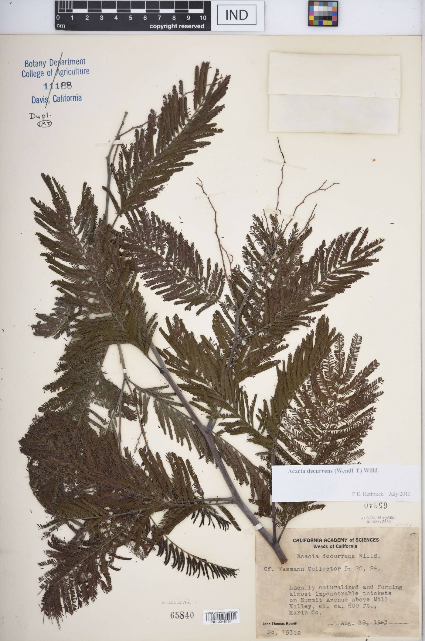 Acacia decurrens image
