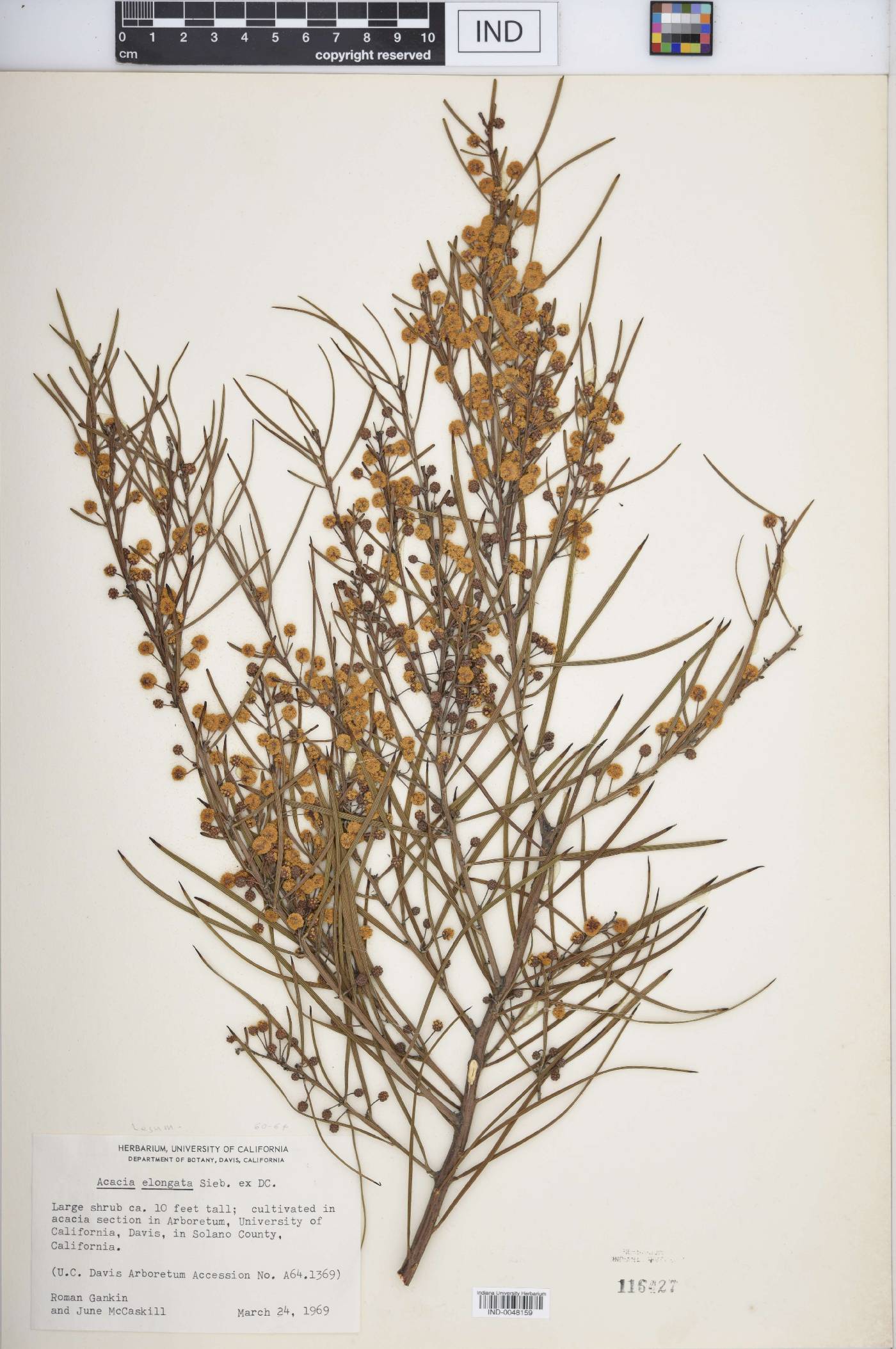 Acacia elongata image