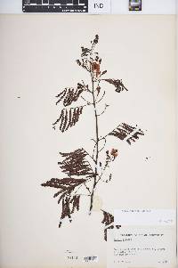 Acacia glauca image