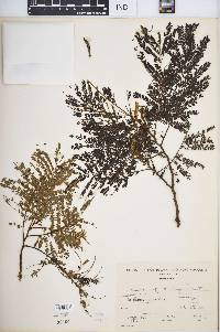 Acacia glomerosa image