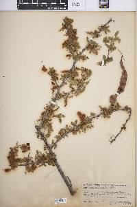 Acacia greggii image