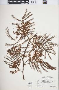 Acacia mearnsii image