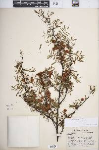 Acacia pinetorum image