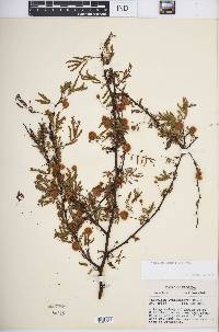 Acacia pinetorum image