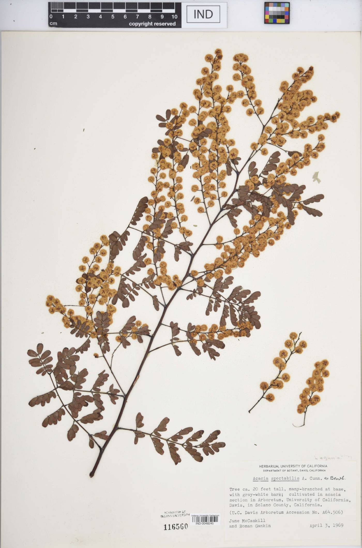 Acacia spectabilis image