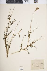 Adenocarpus complicatus image