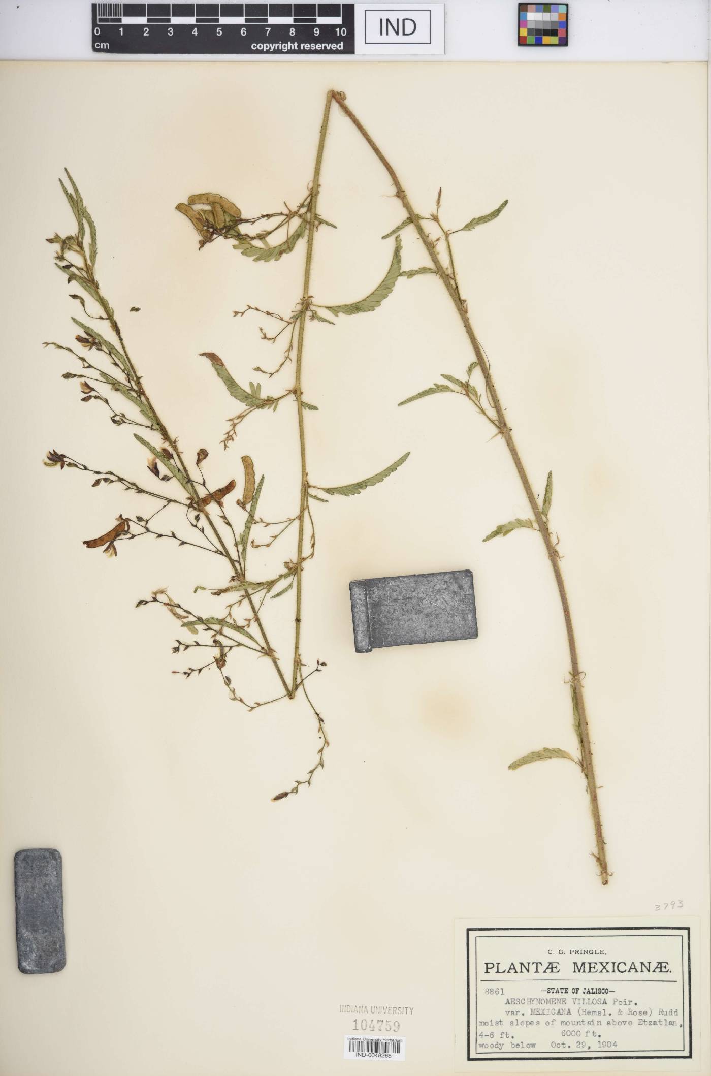 Aeschynomene villosa var. mexicana image