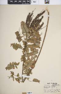 Amorpha canescens image