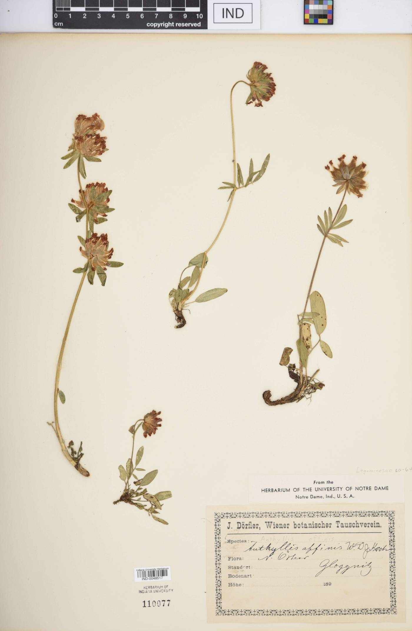 Anthyllis affinis image
