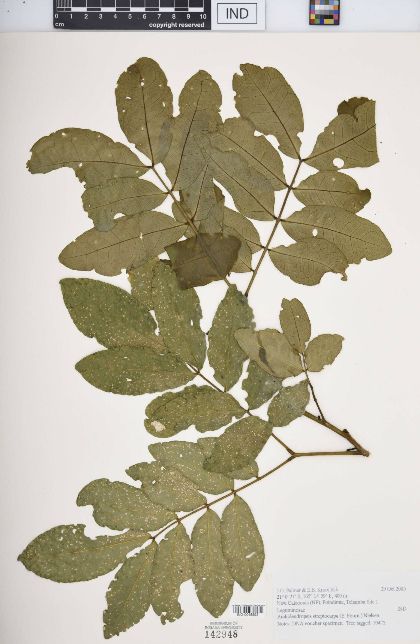 Archidendropsis streptocarpa image