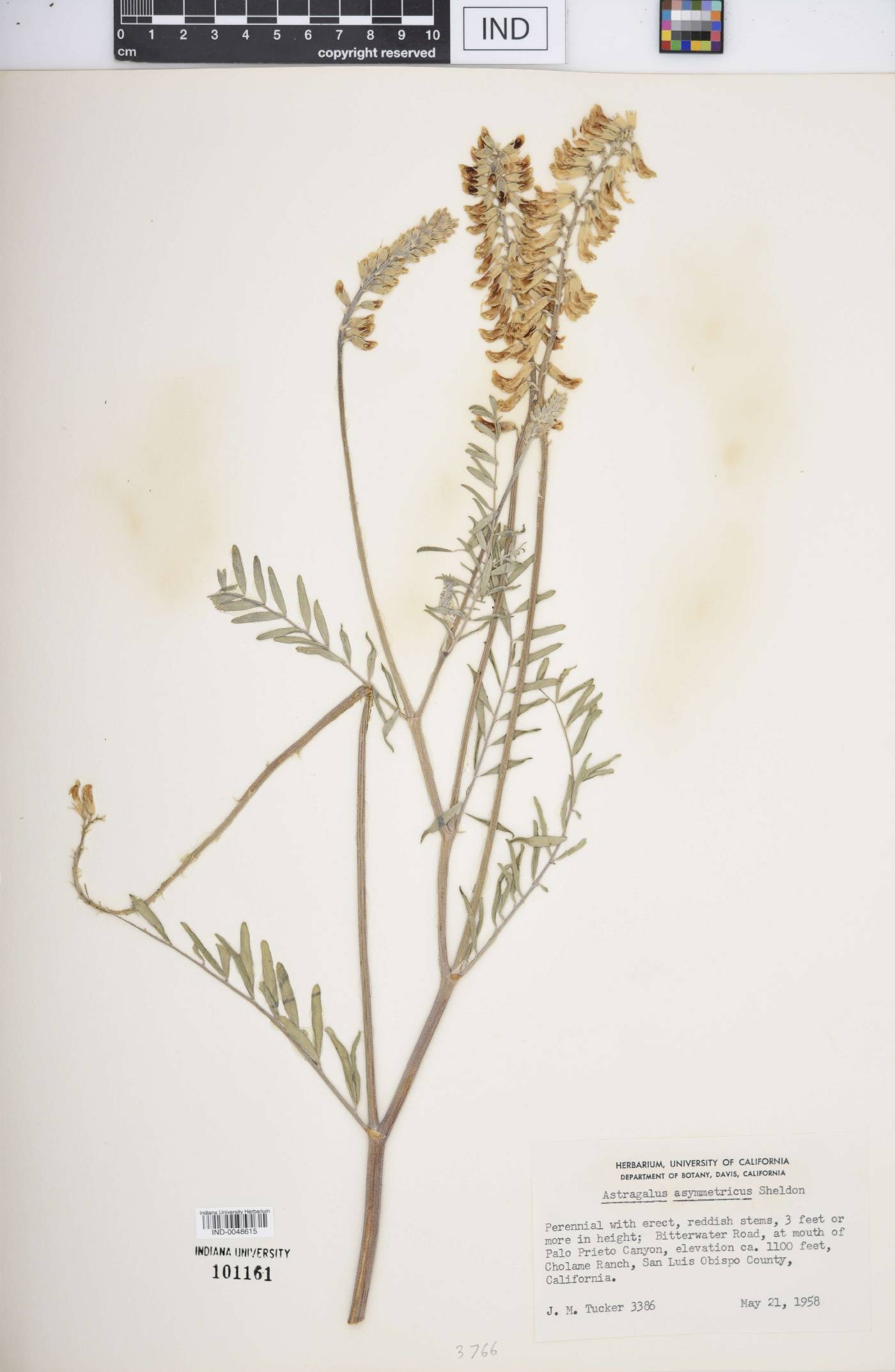 Astragalus asymmetricus image