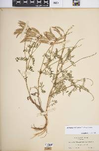 Astragalus californicus image