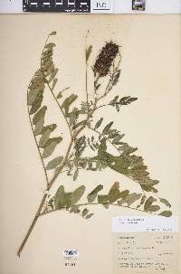 Astragalus canadensis image