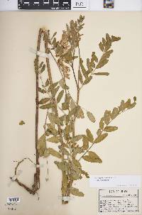 Astragalus canadensis image