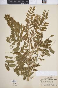 Astragalus canadensis image