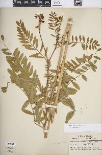 Astragalus canadensis image