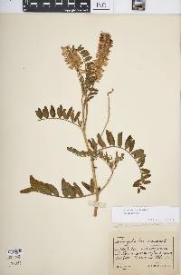 Astragalus canadensis image