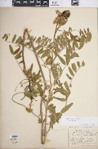 Astragalus canadensis var. canadensis image