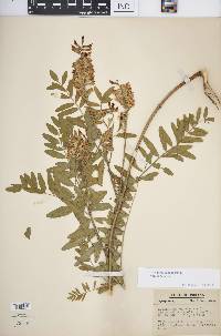 Astragalus canadensis image