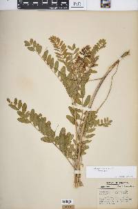 Astragalus canadensis image