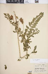 Astragalus canadensis image