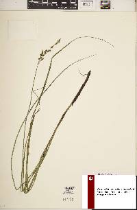 Carex decomposita image