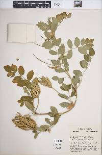 Astragalus glycyphyllos image