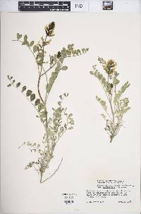 Astragalus lentiginosus var. nigricalycis image