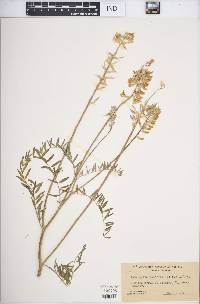 Astragalus leucophyllus image