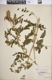 Astragalus canadensis image