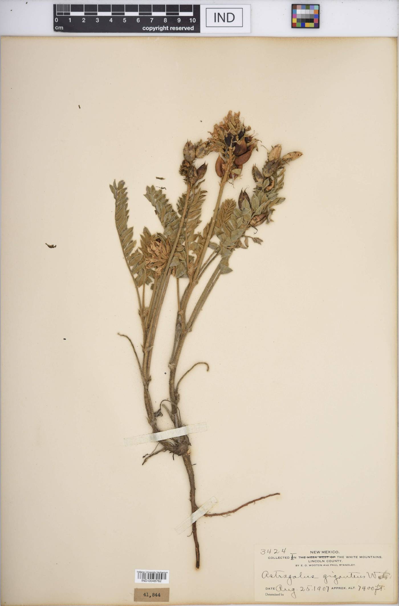 Astragalus giganteus image