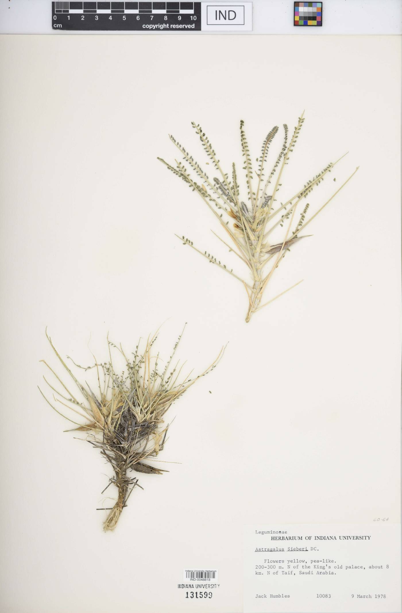 Astragalus sieberi image