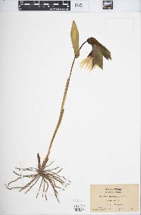 Uvularia grandiflora image